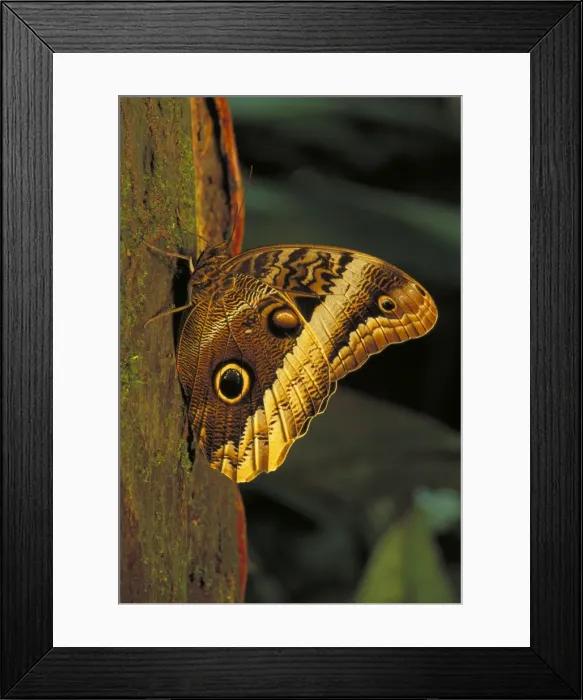 Framed Print : Owl Butterfly - Tropical dry forest - Costa Rica Framed Print : Owl Butterfly - Tropical dry forest - Costa Rica