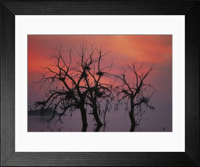 Framed Print : Cattle Egrets - Nesting in tree above lake. Salton Sea, California, USA Framed Print : Cattle Egrets - Nesting in tree above lake. Salton Sea, California, USA