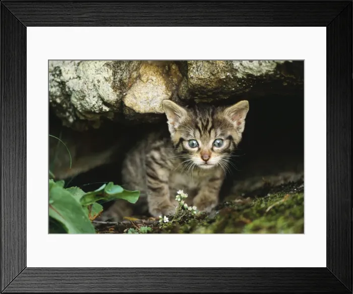 Framed Print : European Wild Cat Spain Framed Print : European Wild Cat Spain