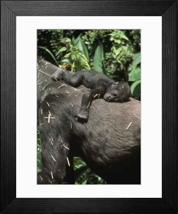 Framed Print : Lowland Gorilla - young on back Framed Print : Lowland Gorilla - young on back