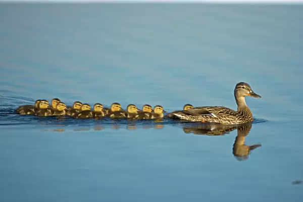 Mallard - Mother and Young Swimming