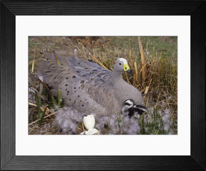 Framed Print : Cape Barren Geese - Mother on nest with young newly hatched. Family groups to flocks of 100 plus. Australia Framed Print : Cape Barren Geese - Mother on nest with young newly hatched. Family groups to flocks of 100 plus. Australia