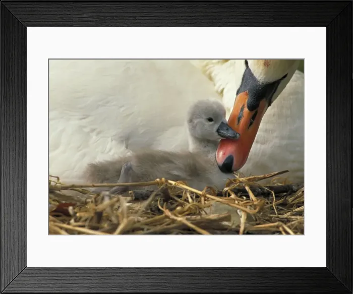 Framed Print : (c) John Cancalosi Framed Print : (c) John Cancalosi