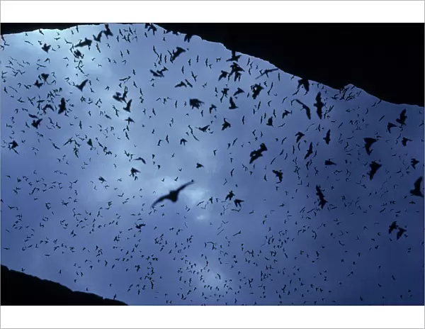 Mexican Freetail Bats - In flight - Carlsbad New Mexico