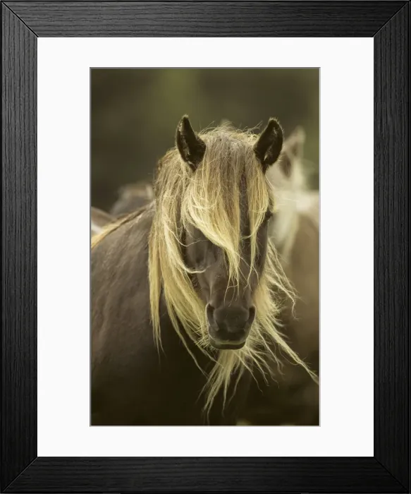 Framed Print : Rum Pony - Isle of Rum - Scotland Framed Print : Rum Pony - Isle of Rum - Scotland