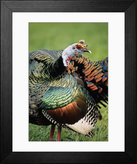 Framed Print : Ocellated turkey Previously known as: Agriocharis ocellata Guatemala Framed Print : Ocellated turkey Previously known as: Agriocharis ocellata Guatemala
