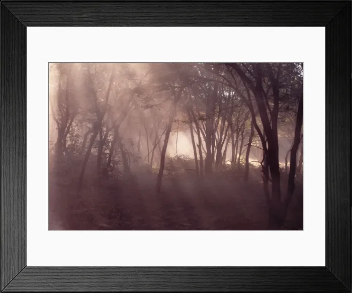 Framed Print : Ranthambhore National Park - Sunrays coming through forest Rajasthan, India Framed Print : Ranthambhore National Park - Sunrays coming through forest Rajasthan, India
