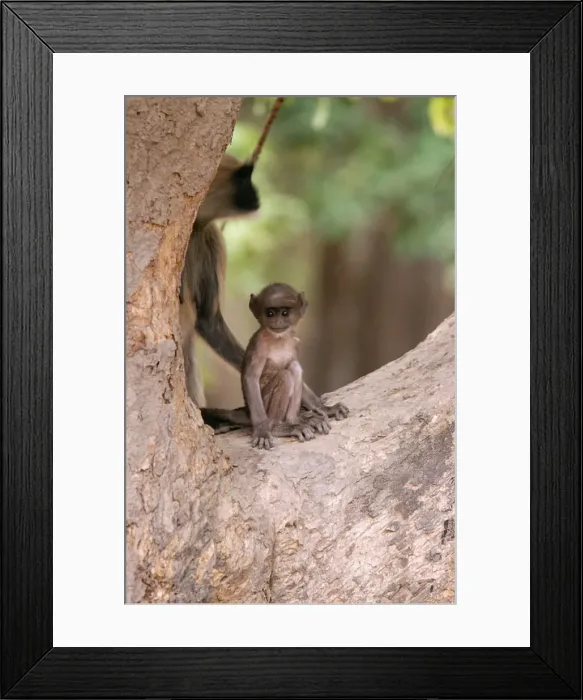 Framed Print : Hanuman Langur Monkey Bandhavgarh National Park, Madhya Pradesh, India Framed Print : Hanuman Langur Monkey Bandhavgarh National Park, Madhya Pradesh, India