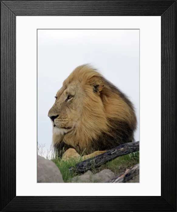 Framed Print : Lion - Hwange National Park, Zimbabwe, Africa Framed Print : Lion - Hwange National Park, Zimbabwe, Africa
