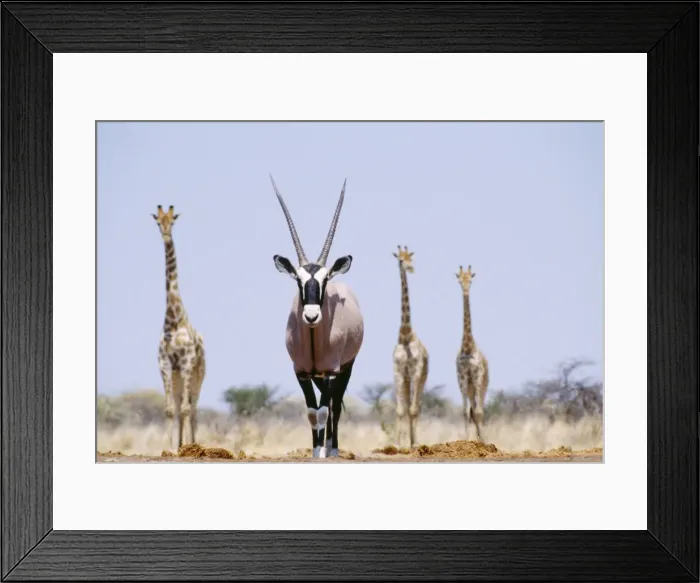 Framed Print : Gemsbok - with Giraffe in background Etosha National Park, Namibia, Africa Framed Print : Gemsbok - with Giraffe in background Etosha National Park, Namibia, Africa