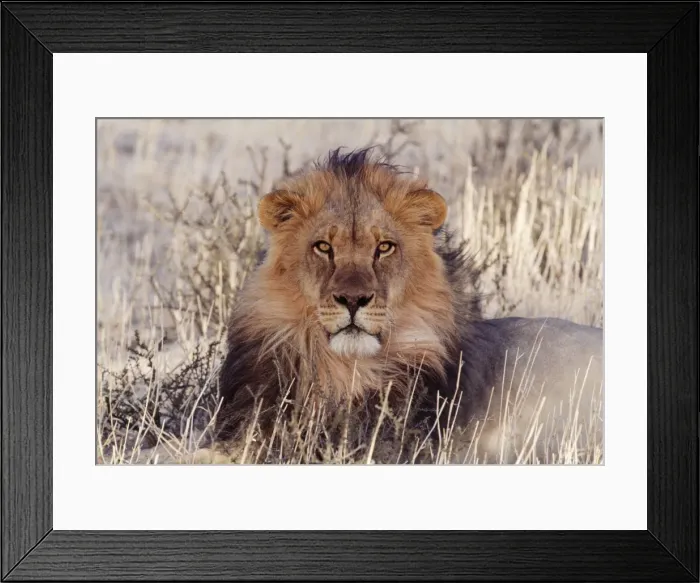 Framed Print : Lion Kalahari, Gemsbok National Park, South Africa Framed Print : Lion Kalahari, Gemsbok National Park, South Africa