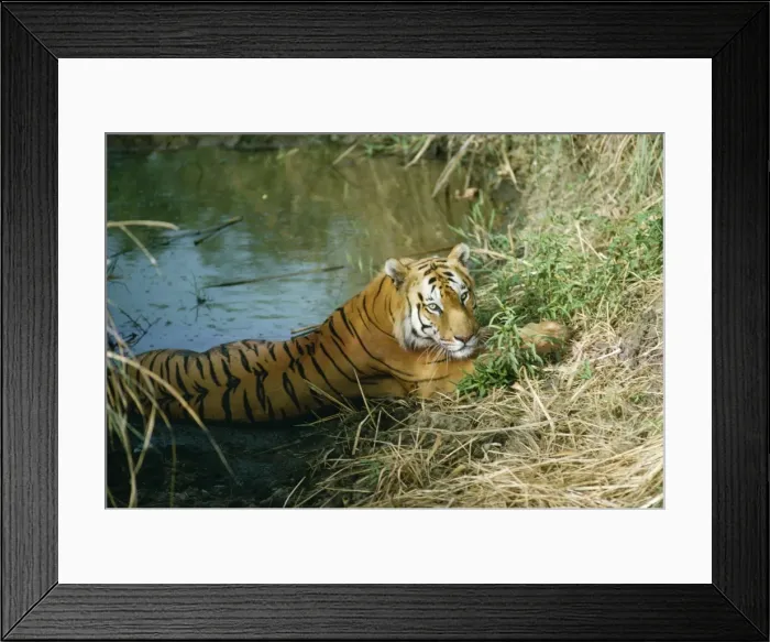 Framed Print : Bengal / Indian Tiger Framed Print : Bengal / Indian Tiger