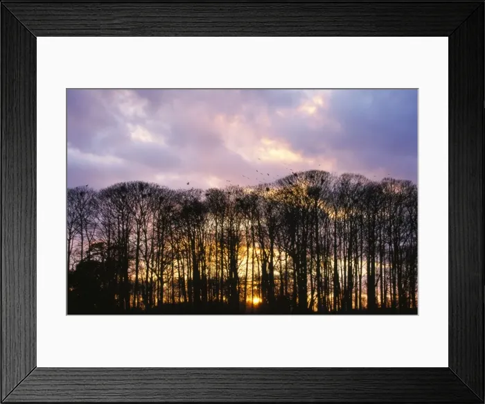 Framed Print : Rooks - going to roost Framed Print : Rooks - going to roost