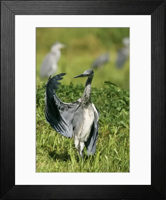 Framed Print : Grey Heron Immature, wing out Framed Print : Grey Heron Immature, wing out