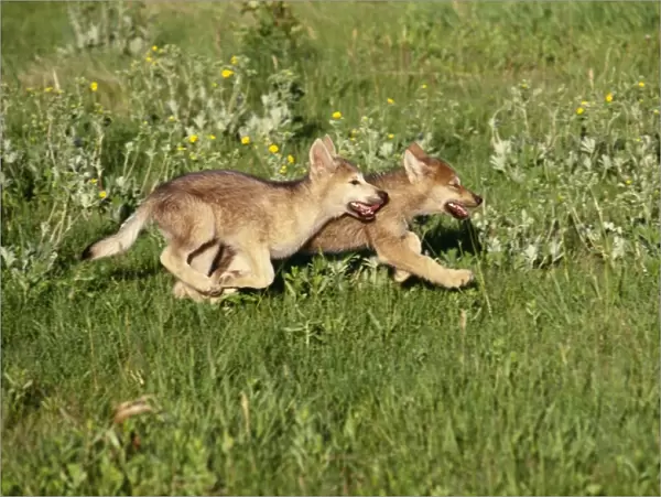 Grey Wolf - pups running in meadow Idaho, USA