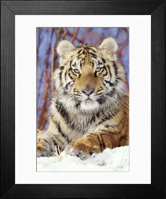 Framed Print : Siberian Tiger Young, Endangered species Framed Print : Siberian Tiger Young, Endangered species