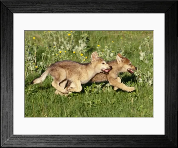 Framed Print : Grey Wolf - pups running in meadow Idaho, USA