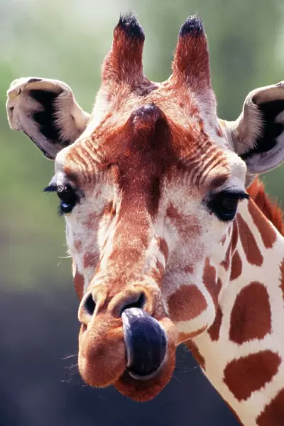 Reticulated Giraffe - licking nostril