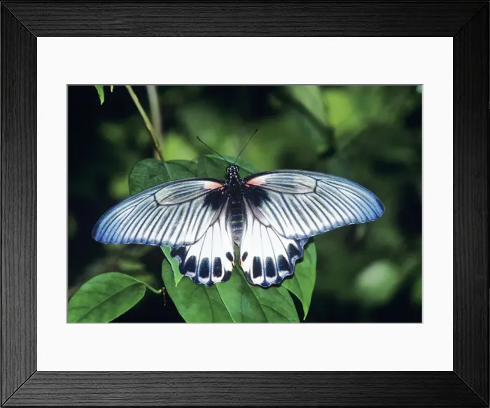Framed Print : Great Mormon Butterfly Southeast Asia Framed Print : Great Mormon Butterfly Southeast Asia