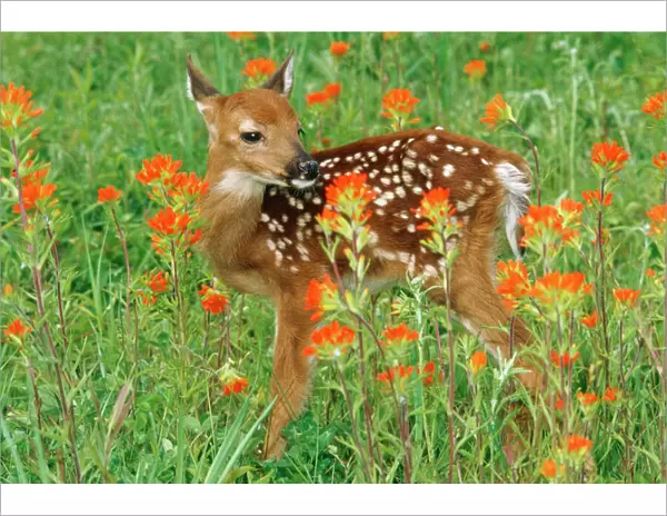 White-tail Deer - fawn in orange paintbrush wild flowers & grass