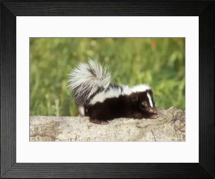 Framed Print : Striped Skunk Baby Northeastern USA