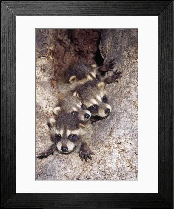 Framed Print : Racoon - cubs in tree den North Eastern USA Framed Print : Racoon - cubs in tree den North Eastern USA