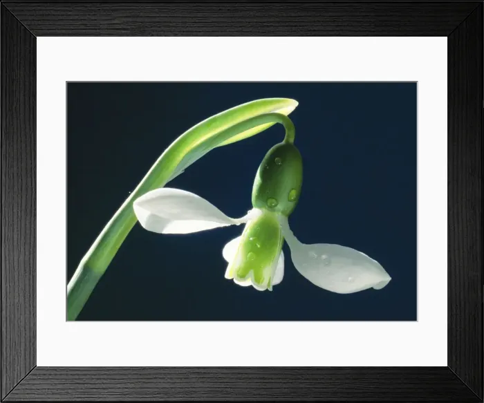 Framed Print : Snowdrop - Single, rare in the wild. Mediterrenean area  /  Turkey