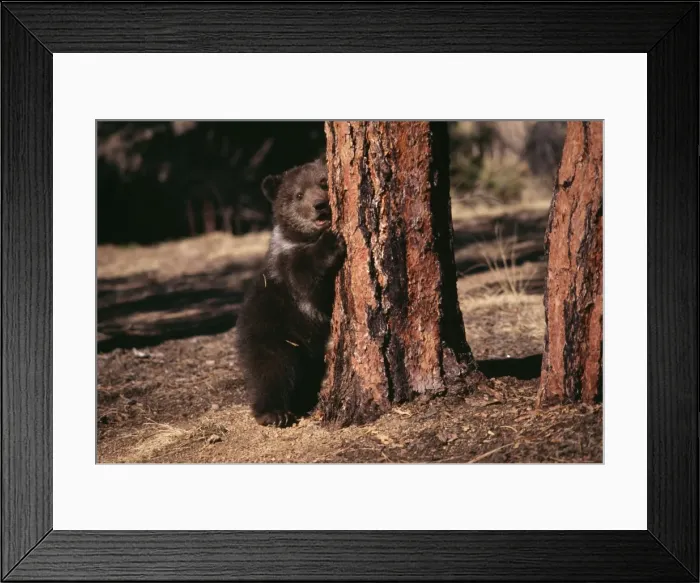 Framed Print : Grizzly Bear Cub in Ponderosa Pine forest Framed Print : Grizzly Bear Cub in Ponderosa Pine forest