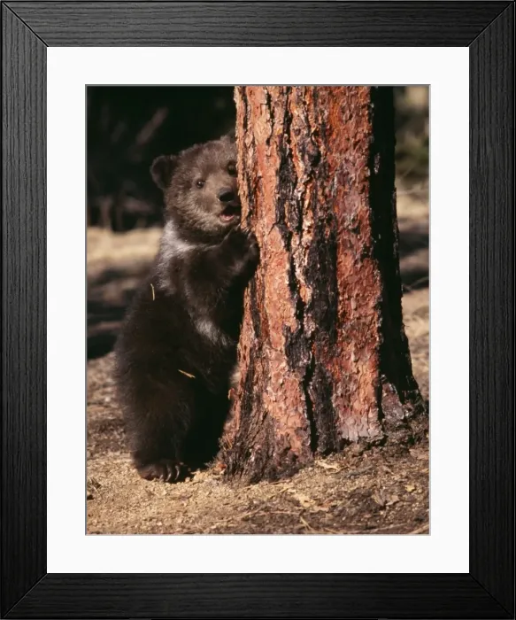 Framed Print : Grizzly Bear Cub in Ponderosa Pine forest Framed Print : Grizzly Bear Cub in Ponderosa Pine forest