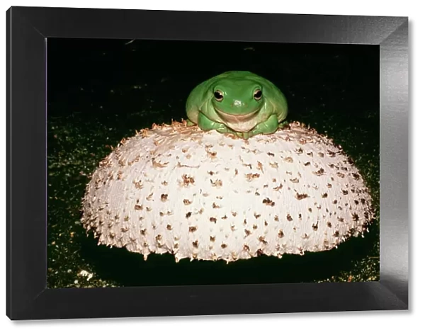 Whites  /  Australian Tree Frog CLA 620 On mushroom litoria caerulea. Family Hylidae. © Mary Clay  /  ardea. com