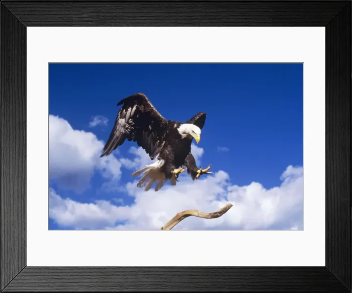 Framed Print : Bald Eagle Landing Framed Print : Bald Eagle Landing