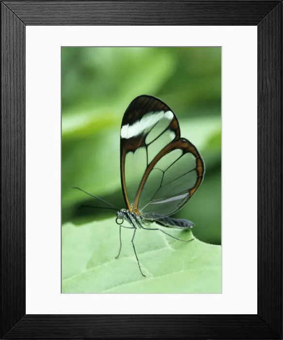 Framed Print : Clearwing Butterfly South America Framed Print : Clearwing Butterfly South America