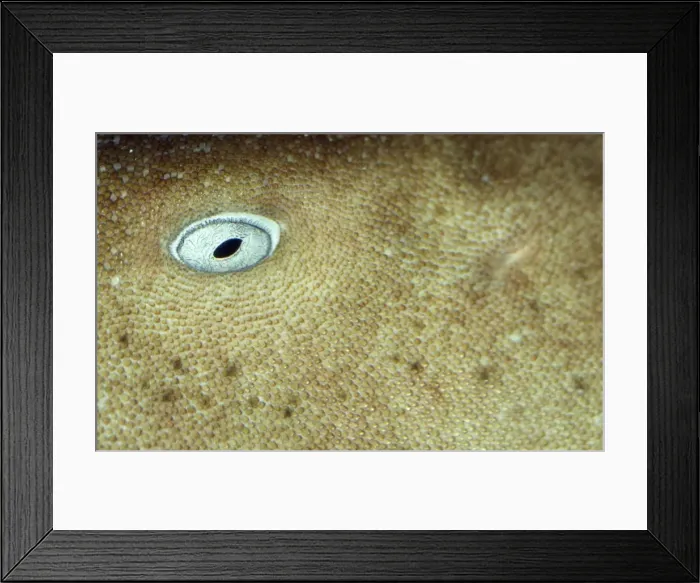 Framed Print : Nurse Shark Framed Print : Nurse Shark