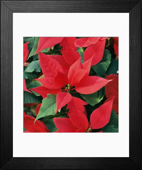 Framed Print : Poinsettia / Christmas Flower Framed Print : Poinsettia / Christmas Flower