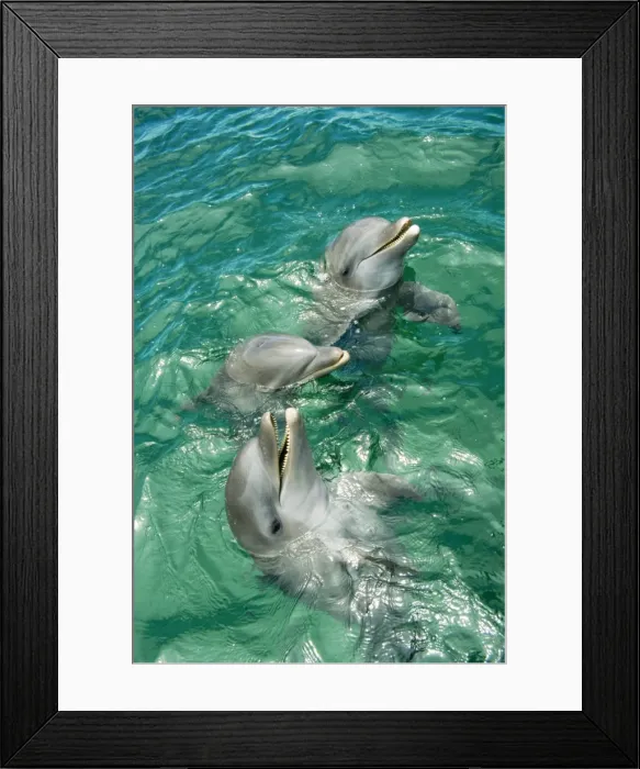 Framed Print : Bottlenose Dolphin Roatan, Bay Island, Honduras Framed Print : Bottlenose Dolphin Roatan, Bay Island, Honduras