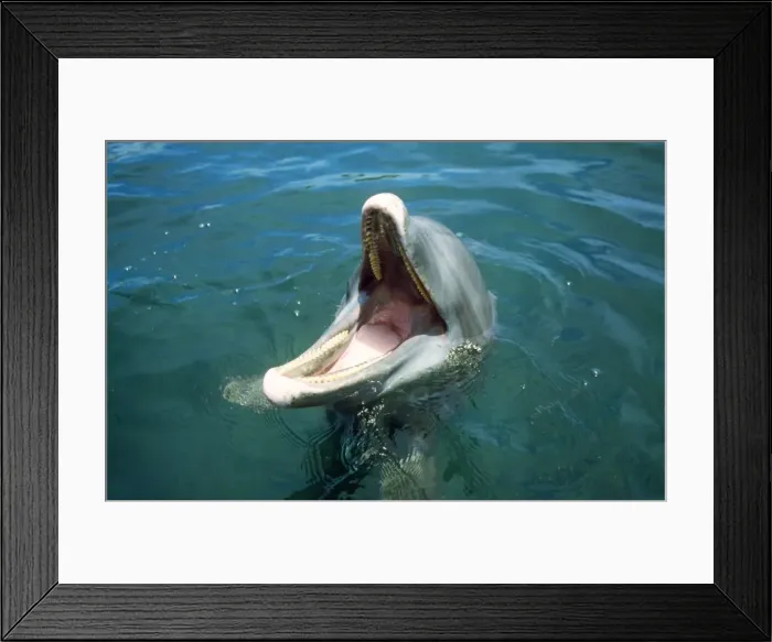Framed Print : Bottlenose Dolphin Bay Island, Honduras Framed Print : Bottlenose Dolphin Bay Island, Honduras