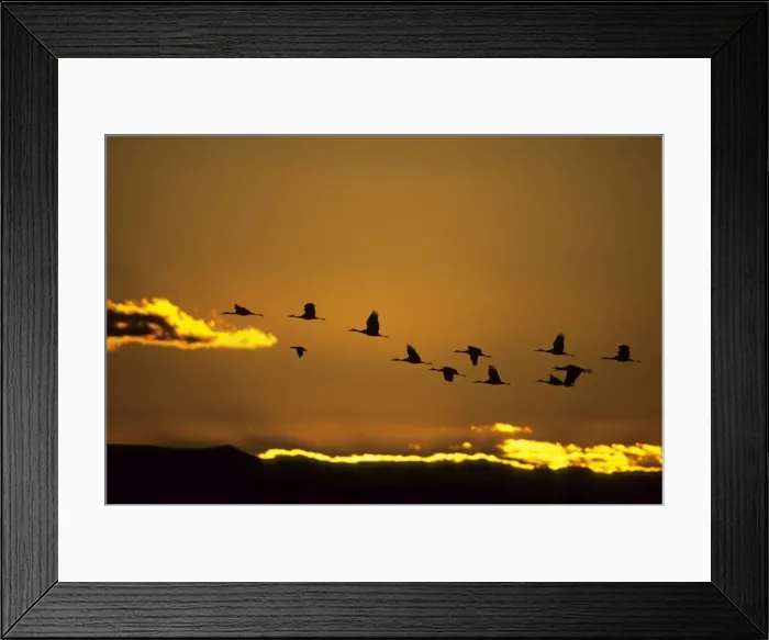 Framed Print : Sandhill Cranes - Dawn Flight Bosque del Apache NWR New Mexico, USA BI006840 Framed Print : Sandhill Cranes - Dawn Flight Bosque del Apache NWR New Mexico, USA BI006840