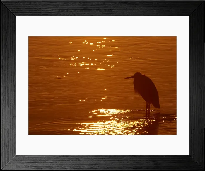 Framed Print : Great Blue Heron - silhouetted at Sunset Ding Darling NWR, florida, USA BI000609 Framed Print : Great Blue Heron - silhouetted at Sunset Ding Darling NWR, florida, USA BI000609