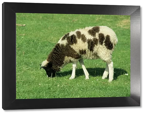 Jacob's Sheep MA000561