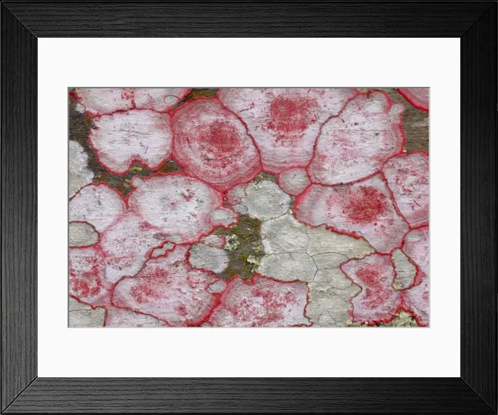 Framed Print : Baton Rouge Lichen, Corkscrew Swamp, florida, USA BI000046 Framed Print : Baton Rouge Lichen, Corkscrew Swamp, florida, USA BI000046