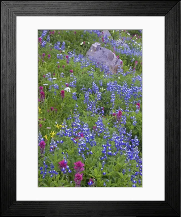 Framed Print : Magenta Paintbrush amongst Broadleaf Lupin (Lupinus latifolius) Mount Rainier NP, Washington State, USA PL000541 Framed Print : Magenta Paintbrush amongst Broadleaf Lupin (Lupinus latifolius) Mount Rainier NP, Washington State, USA PL000541