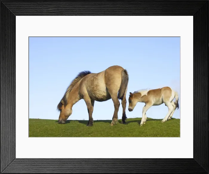 Framed Print : Dartmoor Ponies - mother and foal Dartmoor National Park Devon UK MA000143 Framed Print : Dartmoor Ponies - mother and foal Dartmoor National Park Devon UK MA000143