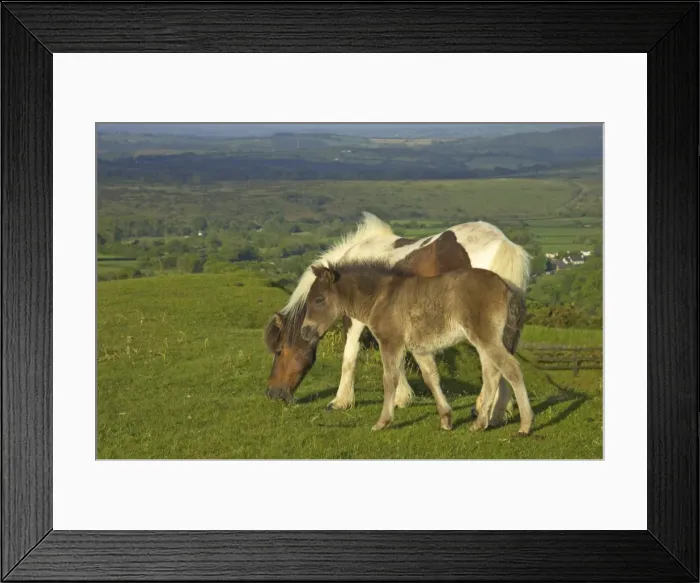 Framed Print : Dartmoor Ponies - on moors with Tavy Valley below Dartmoor National Park Devon, UK MA000127 Framed Print : Dartmoor Ponies - on moors with Tavy Valley below Dartmoor National Park Devon, UK MA000127
