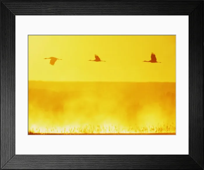 Framed Print : Sandill Cranes - in flight at dawn Bosque del Apache NWR, New Mexico, USA BI002186 Framed Print : Sandill Cranes - in flight at dawn Bosque del Apache NWR, New Mexico, USA BI002186