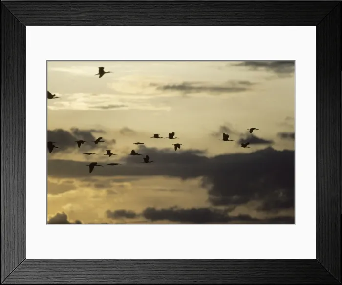 Framed Print : Ibis - Flying to Roost at Sunset Llanos, Orinoco delta, Venezuela BI005788 Framed Print : Ibis - Flying to Roost at Sunset Llanos, Orinoco delta, Venezuela BI005788