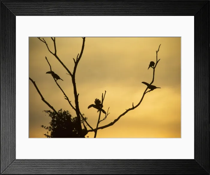 Framed Print : Toco Toucans - In Tree at Sunset Iguazu, Argentina BI006316 Framed Print : Toco Toucans - In Tree at Sunset Iguazu, Argentina BI006316