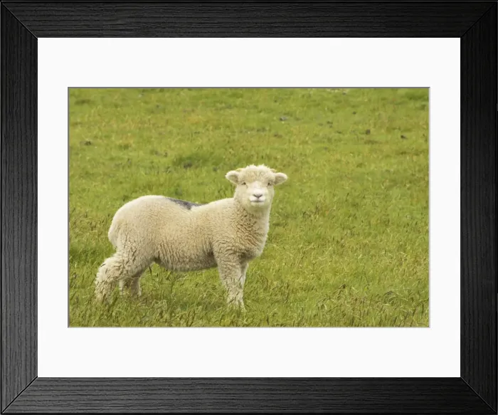 Framed Print : Lamb Exmoor National Park, Somerset UK MA000095 Framed Print : Lamb Exmoor National Park, Somerset UK MA000095