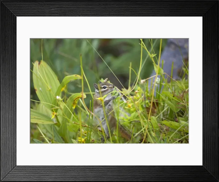 Framed Print : Townsend's Chipmunk Mount Rainier National Park Washington State, USA Latin can also be Eutamias townsendii MA000442 Framed Print : Townsend's Chipmunk Mount Rainier National Park Washington State, USA Latin can also be Eutamias townsendii MA000442