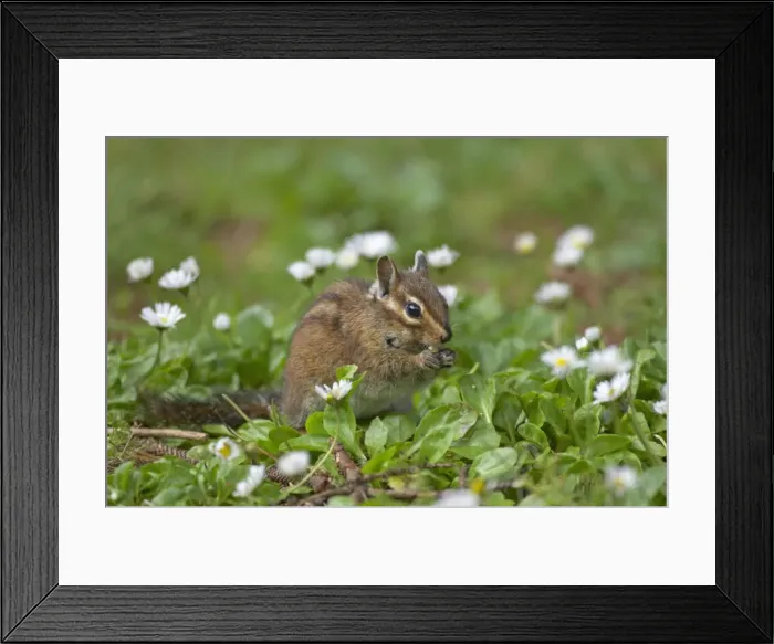 Framed Print : Townsend's Chipmunk Cape Mears, Oregon, USA MA000443 latin also Eutamias townsendii Framed Print : Townsend's Chipmunk Cape Mears, Oregon, USA MA000443 latin also Eutamias townsendii