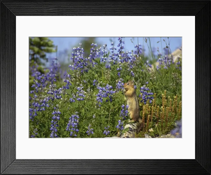 Framed Print : Golden-mantled Ground Squirrel - eating Lupin Mount Rainier Naional Park Washington State, USA MA000433 Framed Print : Golden-mantled Ground Squirrel - eating Lupin Mount Rainier Naional Park Washington State, USA MA000433